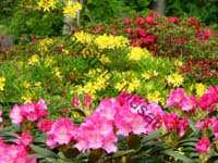 rhododendron 002