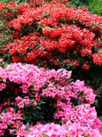 rhododendron 003