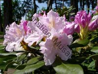 rhododendron 004