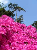 rhododendron 005
