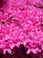 rhododendron 006