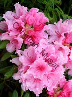 rhododendron 007