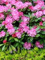 rhododendron 009