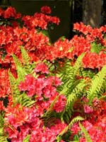 rhododendron 010