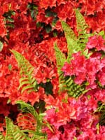 rhododendron 011