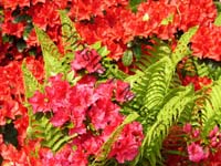 rhododendron 012