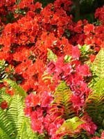 rhododendron 013