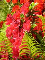 rhododendron 014