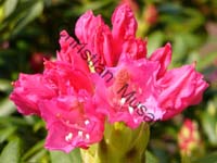 rhododendron 015