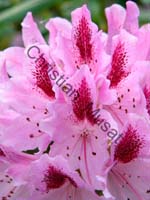 rhododendron 018