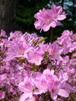 rhododendron 019