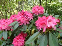 rhododendron 020