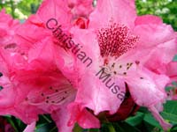 rhododendron 021