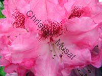 rhododendron 022