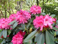 rhododendron 023