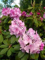 rhododendron 024