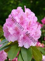rhododendron 026