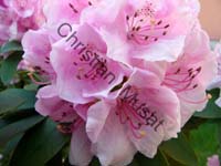 rhododendron 027