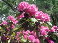 rhododendron 032