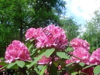 rhododendron 033