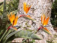 strelitzia 001