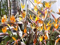 strelitzia 003