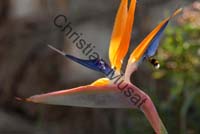strelitzia 004