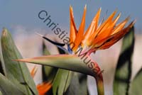 strelitzia 005
