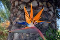 strelitzia 006