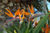 strelitzia 008