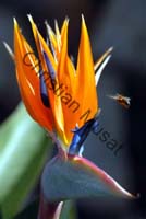 strelitzia 009