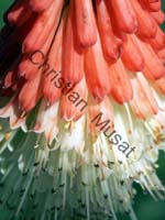 veltheimia 001