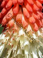 veltheimia 002