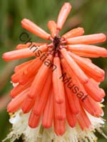 veltheimia 003