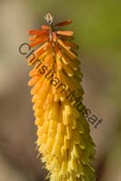 veltheimia 005