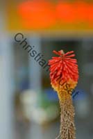 veltheimia 006