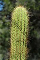 cactus 006