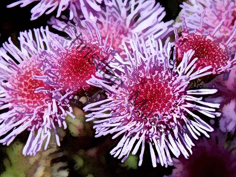 ageratum effet 001