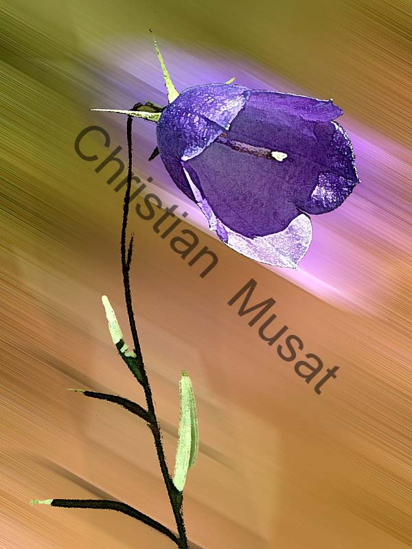 campanule effet 001