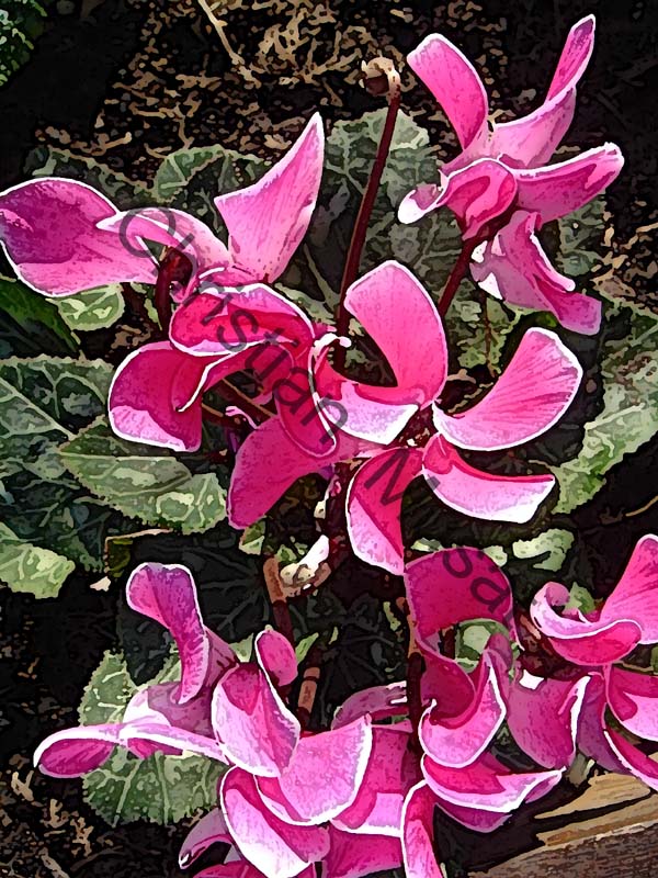 cyclamen effet 001