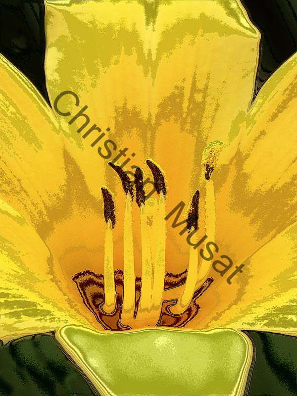 fleur effet 013