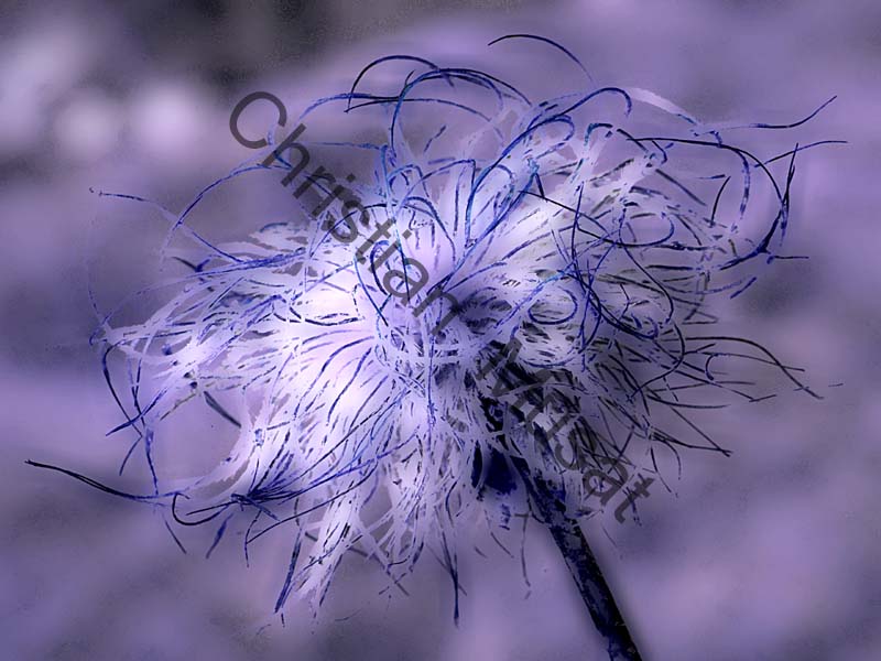 graine effet 001