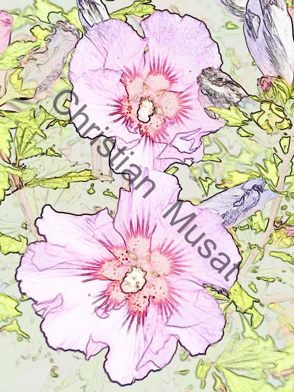 hibiscus effet 001