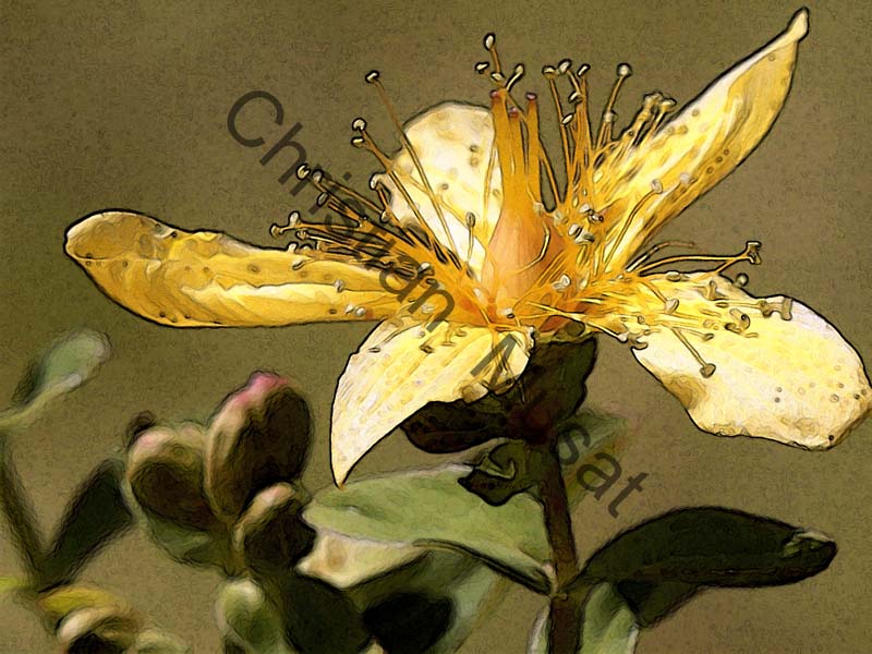 hypericum effet 001