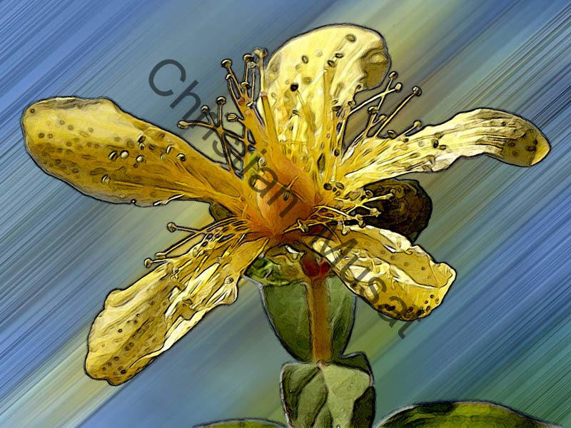hypericum effet 003