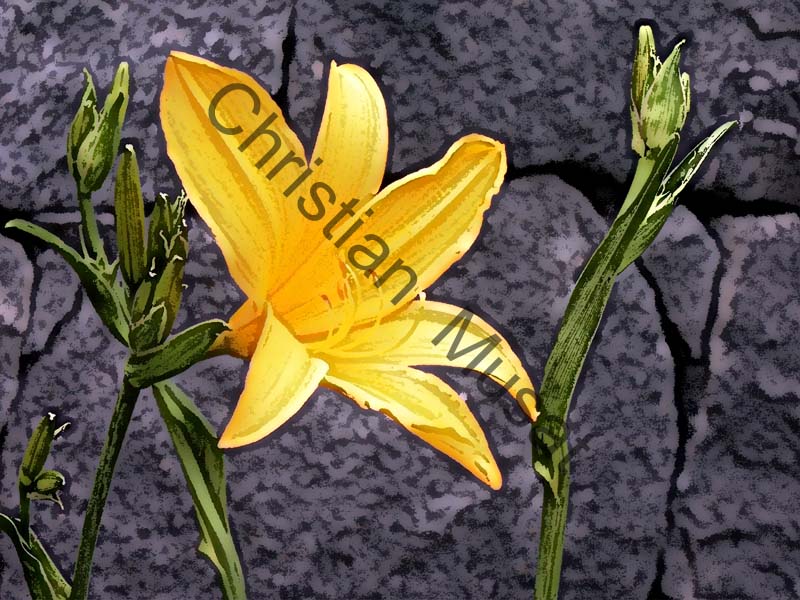iris effet 002