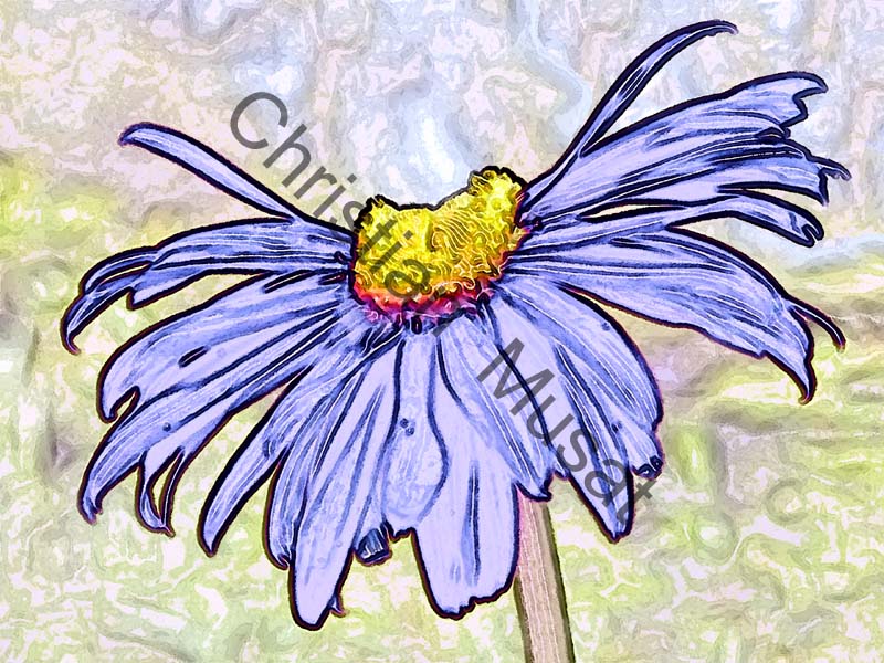 marguerite effet 005