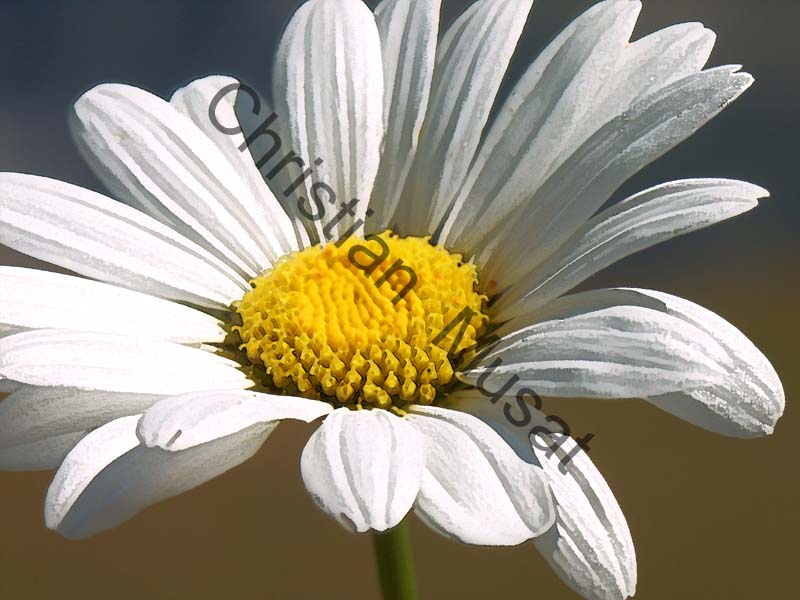 marguerite effet 010