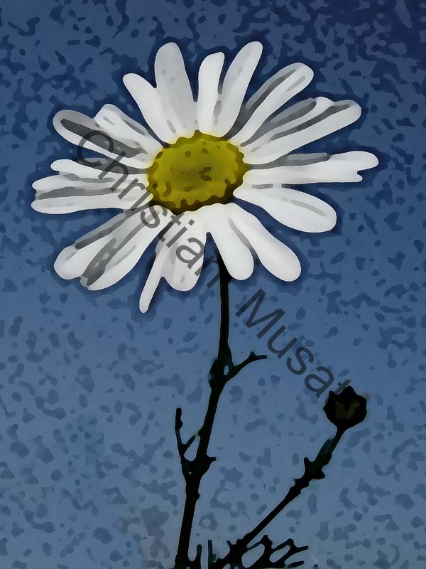 marguerite effet 013