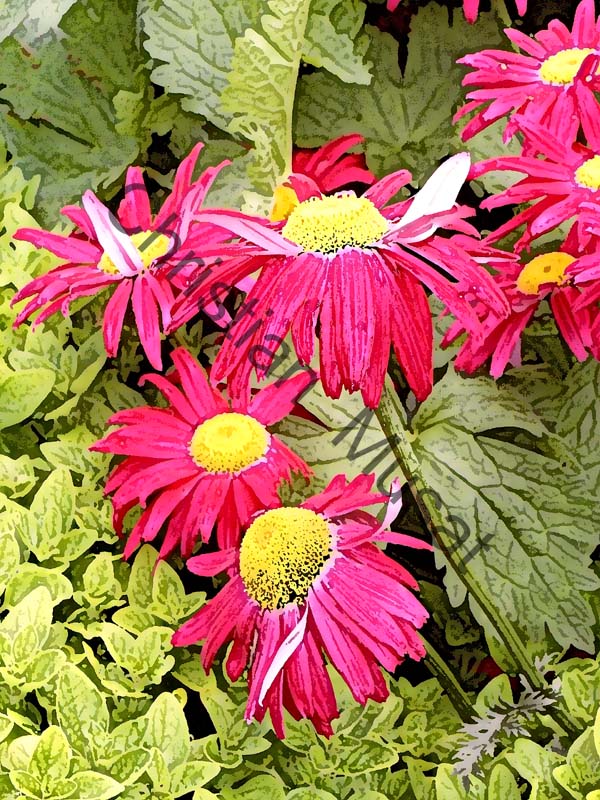 marguerite effet 014